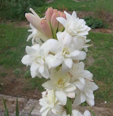 Variety House Tuberose Bulb, Rajnugandha Bulb, Bulb Seed Seed(10 per packet)