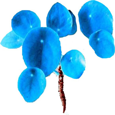 Futaba Blue Mirror Grass Flower - 100Pcs Seed(100 per packet)