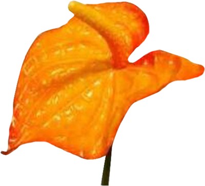 Futaba Anthurium Andraeanu - Orange - 100 Pcs Seed(100 per packet)