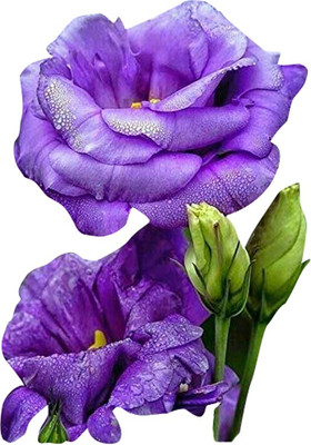 Futaba Heirloom Lisianthus Eustoma - Blue - 100 Pcs Seed(100 per packet)