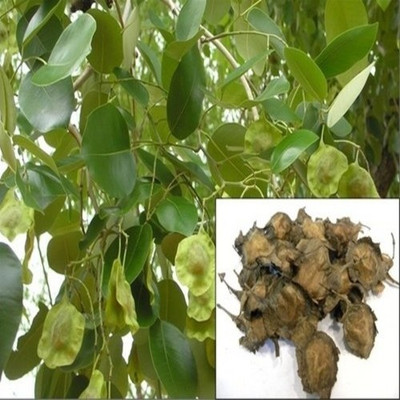 syed garden Red sandalwood seed 100 gram Seed(100 per packet)