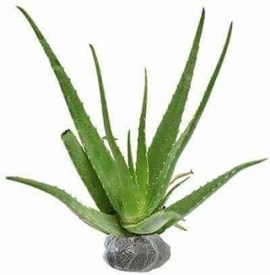 Aquinnah Graden Aloe Vera Plant(Hybrid, Pack of 1)