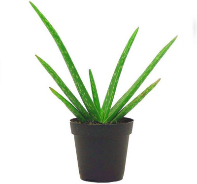 VRAI Aloe Vera Plant(Hybrid, Pack of 1)