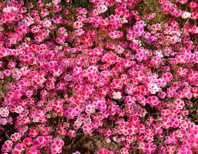 Futaba Cineraria - Mix - 100 Pcs Seed(100 per packet)