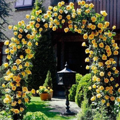 ROSEMERC imported beautifull yellow climbing rose flower ( 50 pack) Seed(50 per packet)