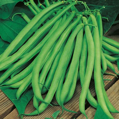 Green World ARKA SARATH FRENCH BEANS HYBRID DISEASE RESISTANT SEEDS ( 10 SEEDS) Seed(10 per packet)