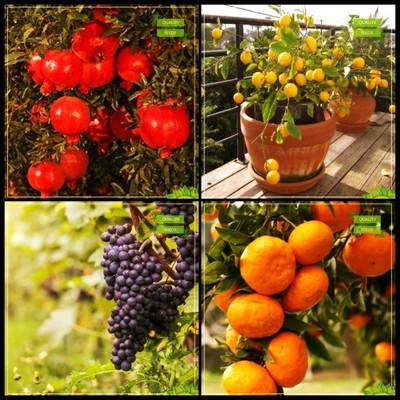 OhhSome Best Combo Combo Fruit : Pomagranate Dwarf, Citrus Seeds, Grape, Orange Fruit For Gardening Seed(20 per packet)