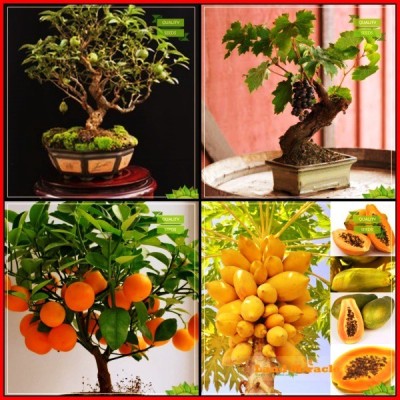 OhhSome Garden Seeds Combo Bonsai Suitable : Psidium Guava, Grape, Orange, Papaya Fruit Bonsai SuitableKitchen Garden Pack Seed(20 per packet)