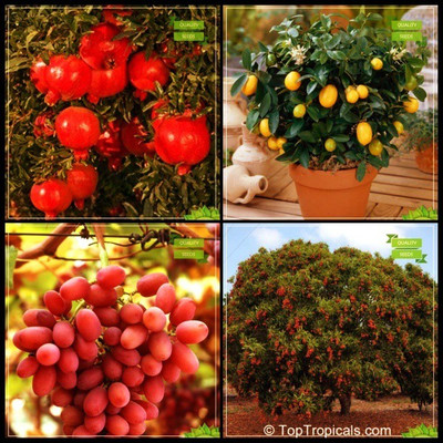 OhhSome Seeds Packet Combo Fruit : Pomagranate Dwarf, Lemon Seeds, Grape, Lychee Tree Seeds Fruit Seeds For Home Garden Seed(20 per packet)