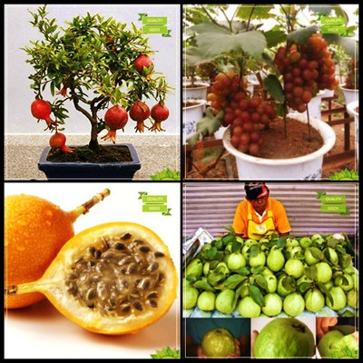 OhhSome Seeds With Instruction Combo Fruit Bonsai Suitable : Pomagranate Dwarf, Grape, Passion Fruit - Yellow, Kilo Pera Bonsai SuitableTerrace Gardening Seed(20 per packet)