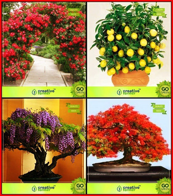 OhhSome High Quality Seeds Combo Flower Seeds : Red Climbing Rose, Lemon, Chinese Wisteria, Gulmohar Bonsai Suitable Tree Fruit Seeds For Home Garden Seed(1 per packet)