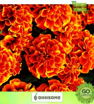 OhhSome Flower Seeds : French Marigold-Dbl Bicolour Garden Farm Garden [Home Garden Seeds Eco Packet] Plant Seeds Seed(20 per packet)