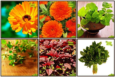 OhhSome Seeds Packet Combo Herb Seeds & Vegetable Seeds : Amaranthus(Red), Amaranthus(Green), Calendula- Yellow, Calendula- Orange, Mint, Thyme English Winter Fruit Seeds For Home Garden Seed(20 per packet)