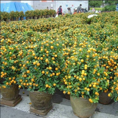 VS GLOBAL imported bonsai balcony potted lemon (100 per packet ) Seed(100 per packet)