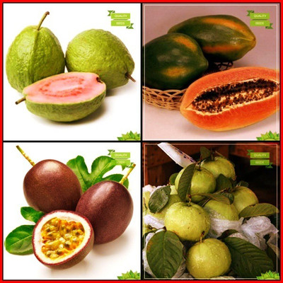OhhSome Air Purifying Combo Tree Seeds : Lemon Guava, Papaya, Passion Fruit - Violet, Kilo Pera Tree Seeds For Gardening Seed(20 per packet)