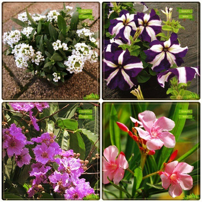 OhhSome Seeds Packet Combo Tree Seeds : Lagerstroemia Speciosa, Nerium Indicum, Alyssum, Petunia-Star Flower Seeds For Gardening Seed(20 per packet)