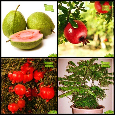 OhhSome Best Seeds Combo Fruit : Lemon Guava, Pomagranate, Pomagranate Dwarf, Curry Tree Tree Seeds Kitchen Garden Pack Seed(20 per packet)