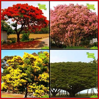 OhhSome Buy Seeds Combo Tree Seeds : Gulmohar, Queen Crape Myrtle, Copperpod, Coco Tamarind Tree Seeds For Gardening Seed(20 per packet)