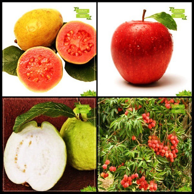 OhhSome Plants Seeds Combo Tree Seeds : Psidium Guava, Apple, Kilo Pera, Litchi Tree Seeds Fruit Seeds For Home Garden Seed(20 per packet)