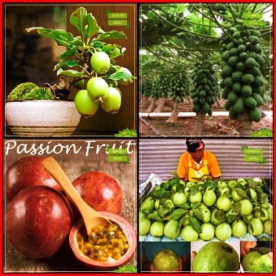 OhhSome Seeds India Combo Bonsai Suitable : Lemon Guava, Papaya, Passion Fruit - Violet, Kilo Pera Bonsai SuitableKitchen Garden Pack Seed(20 per packet)