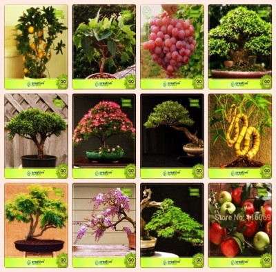 OhhSome Bonsai Suitable Seeds : Air Purifying Bonsai Suitable Plant Seeds Combo Lemon, Ficus Religiosa, Grape, Water Jasminethuja Orientalis ,Albizia Lebbeck ,Eucalyptus ,Bamboo ,Gulmohar Garden Seeds Pack By Creativefarmer Seed(1 per packet)