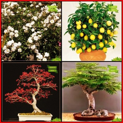 OhhSome Pack Seeds Combo Flower Seeds : Climbing Rose, Citrus, Japanese Maple, Gulmohar Bonsai Suitable Tree Kitchen Garden Pack Seed(20 per packet)