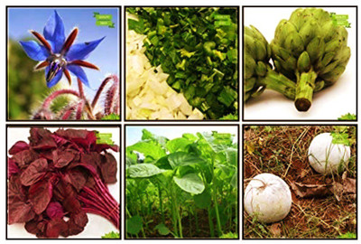 OhhSome Bonsai Suitable Seeds Combo Herb Seeds & Vegetable Seeds : Amaranthus(Red), Amaranthus(Green), Ashgourd, Borage, Celery For Cutting Gewone Snij, Artichoke Green Globe Fruit Seeds For Home Garden Seed(20 per packet)