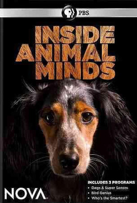 

NOVA:INSIDE ANIMAL MINDS(DVD English)