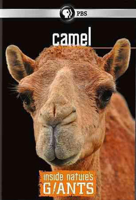 

INSIDE NATURE'S GIANTS:CAMEL(DVD English)