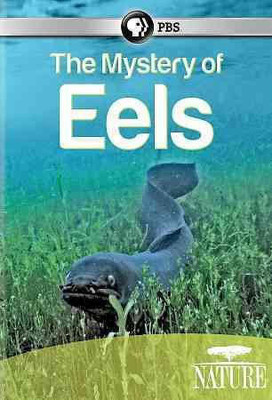 NATURE:MYSTERY OF EELS(DVD English)