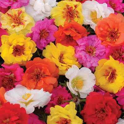 Antier PORTULACA DOUBLE MIXED FLOWER SEED FOR EATABLE WITH ORGANIC (AVG 40-50 ++) SEED X 3 PACKET Seed(150 per packet)