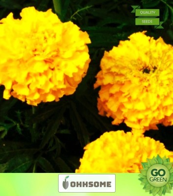 OhhSome Flower Seeds African Marigold Hawaii Yellow Flower Seeds For Home Garden-100 Seeds Seed(20 per packet)