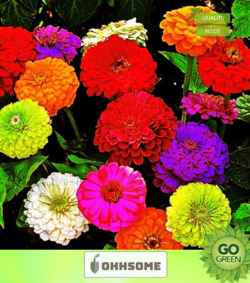 OhhSome Zinnia Mix Colour Flower Seeds 20 Seeds Seed(20 per packet)