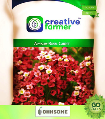 OhhSome Flower Seeds Cutting Garden- Alyssum-Royal Carpet Flower Seeds for Gardening - 1 Packet Seed(20 per packet)