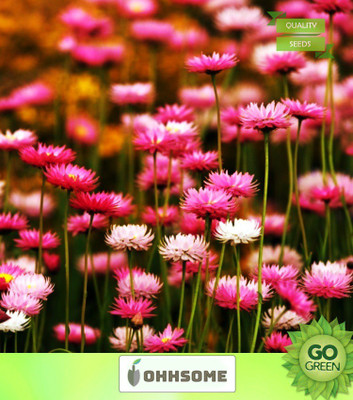OhhSome Flower Seeds : Acroclinum Double Mixed Seeds Packet (5 Packets) Garden Plant Seeds Seed(20 per packet)