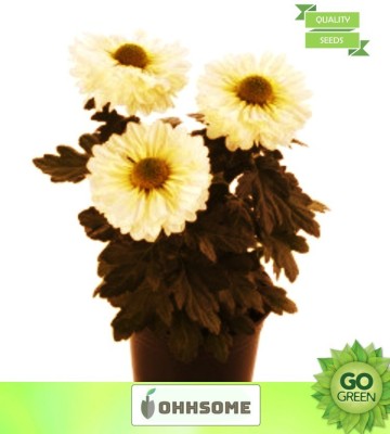 OhhSome Flower Seeds : Javandi Chrysanthemum White Flower Seeds For Summer (11 Packets) Garden Plant Seeds Seed(20 per packet)