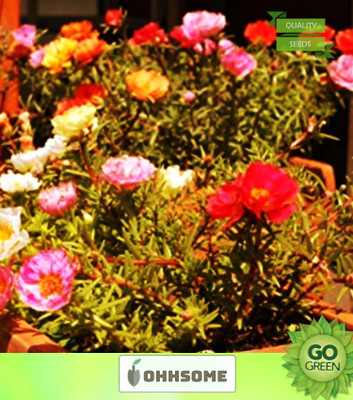 OhhSome Nau Bajiya 9 O'Clock Flower Seeds Seed(20 per packet)