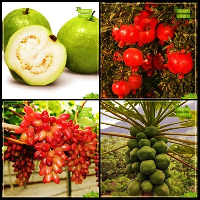 OhhSome Best Price Combo Tree Seeds : Guava, Pomagranate Dwarf, Grape, Papaya Fruit Kitchen Garden Pack Seed(20 per packet)
