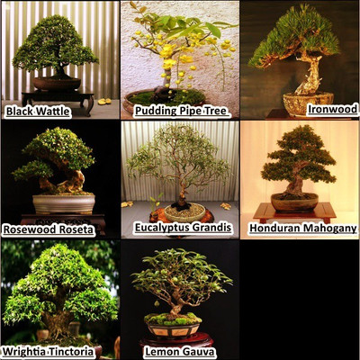 OhhSome Bonsai Suitable Seeds Best Combo - 8 Types Of Seeds By Seed(20 per packet)