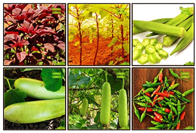 OhhSome Bonsai Suitable Seeds Combo Vegetable Seeds : Amaranthus(Red), Amaranthus(Green), Bhindi (Arka Anamika), Bittergourd Priyanka - White Large Spindle Fruits , Bottlegourd, Brinjal For Gardening Seed(10 per packet)