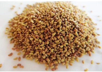Green World ALFALFA GRASS /MEDICAGO SATIVA SEEDS/ LUCERNE HIGH PROTEIN SEEDS FOR SPROUTING AND AGRICULTURE ( 50 GMS SEEDS ) Seed(500 per packet)