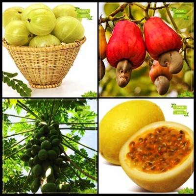 OhhSome Seeds Garden Combo Tree Seeds : Embilcaa- Nelli, Cashew Seed, Papaya, Passion Fruit - Yellow Fruit Terrace Gardening Seed(20 per packet)