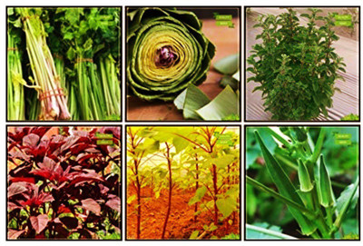 OhhSome Best Season Combo Herb Seeds & Vegetable Seeds : Amaranthus(Red), Amaranthus(Green), Ashgourd, Celery For Cutting Gewone Snij, Artichoke Green Globe, Origanum Vulgaris For Gardening Seed(10 per packet)