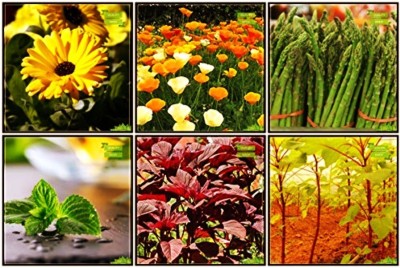 OhhSome All Purpose Combo Herb Seeds & Vegetable Seeds : Amaranthus(Red), Amaranthus(Green), Pot Marigold, California Sunlight, Asparagus, Mint Fruit Seeds For Home Garden Seed(10 per packet)