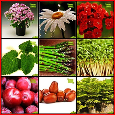 OhhSome Plant Seeds Combo Herb Seeds & Flower Seeds : Dianthus-Baby Doll, Rain Daisy, Dianthus- Red, Indian Plum, Jujube, Colonial Pine, Lemon Balm, Asparagus, Cress Common Kitchen Garden Pack Seed(10 per packet)