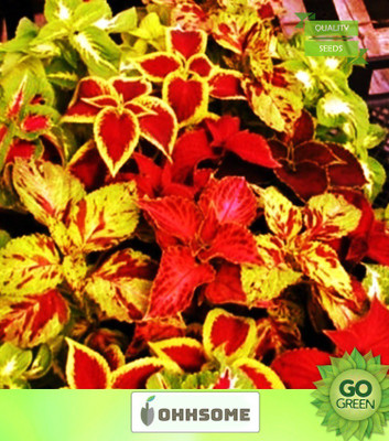 OhhSome Coleus Rainbow Mixed - 2pkts Each Contains 20Seeds Pack Flower Seeds Seed(20 per packet)