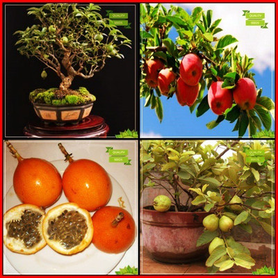 OhhSome Seeds With Instruction Combo Bonsai Suitable : Psidium Guava, Apple, Passion Fruit - Yellow, Kilo Pera Bonsai SuitableTerrace Gardening Seed(20 per packet)