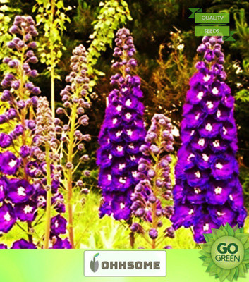 OhhSome Delphinium Consolida Giant Imperial Mix Flower Seeds Seed(20 per packet)