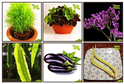 OhhSome Seeds Combo Flower Seeds & Vegetable Seeds : Winged Bean(Revathy), Brinjal, Elephent Tusk Okra Seeds Vegetable Seeds, Kochia, Coleus Rainbow Mixed, Statice Mix Limonium Fruit Seeds For Home Garden Seed(10 per packet)