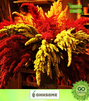 OhhSome Flower Seeds : Amaranthus Pygmy Torch Dwarf Mix Garden Seeds For Home (18 Packets) Garden Plant Seeds Seed(20 per packet)